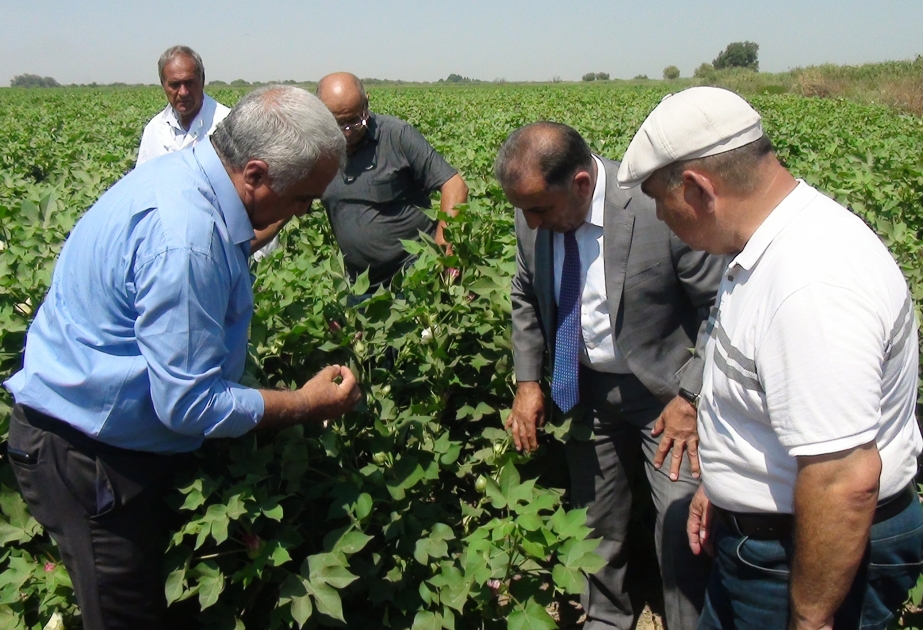 Pakistandan gətirilən pambıq sortlarından yüksək nəticə əldə olunub FOTO VİDEO