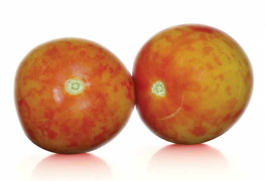 Pepino mozaik virusunun bitkilərə vurduğu zərər və mübarizə üsulları