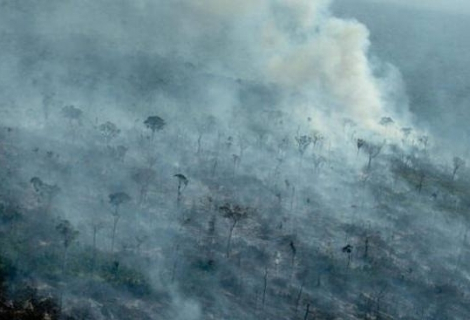 La deforestación del Amazonas sigue descontrolada