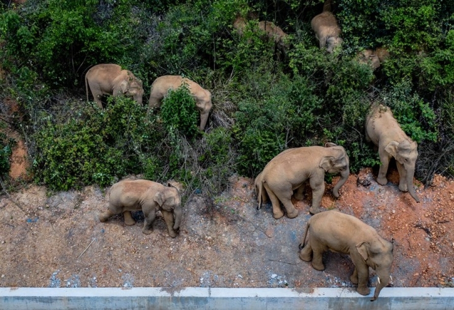 Стадо кочующих диких азиатских слонов в Китае приближается к традиционной среде обитания в провинции Юньнань