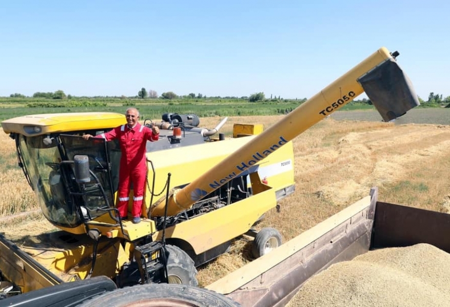 Şamaxıda ötən ildəkindən 35 min 709 ton çox taxıl istehsal olunub