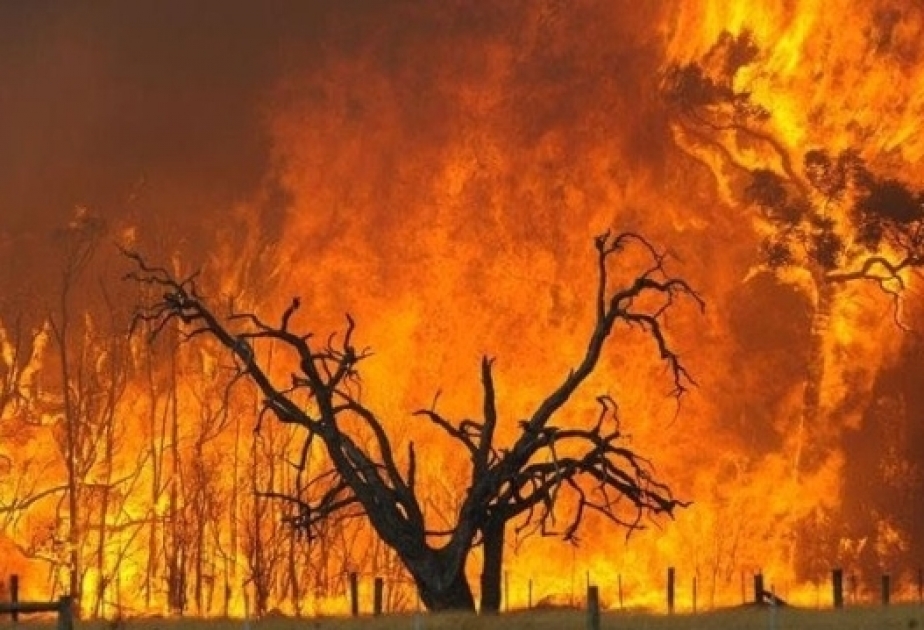 Algérie : des forêts en proie aux flammes
