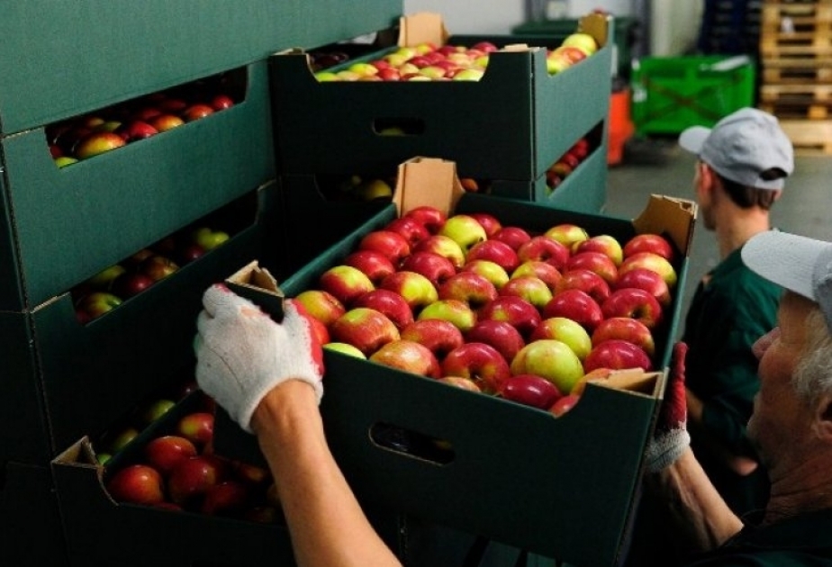 Acht weitere aserbaidschanische Unternehmen werden Apfel nach Russland exportieren