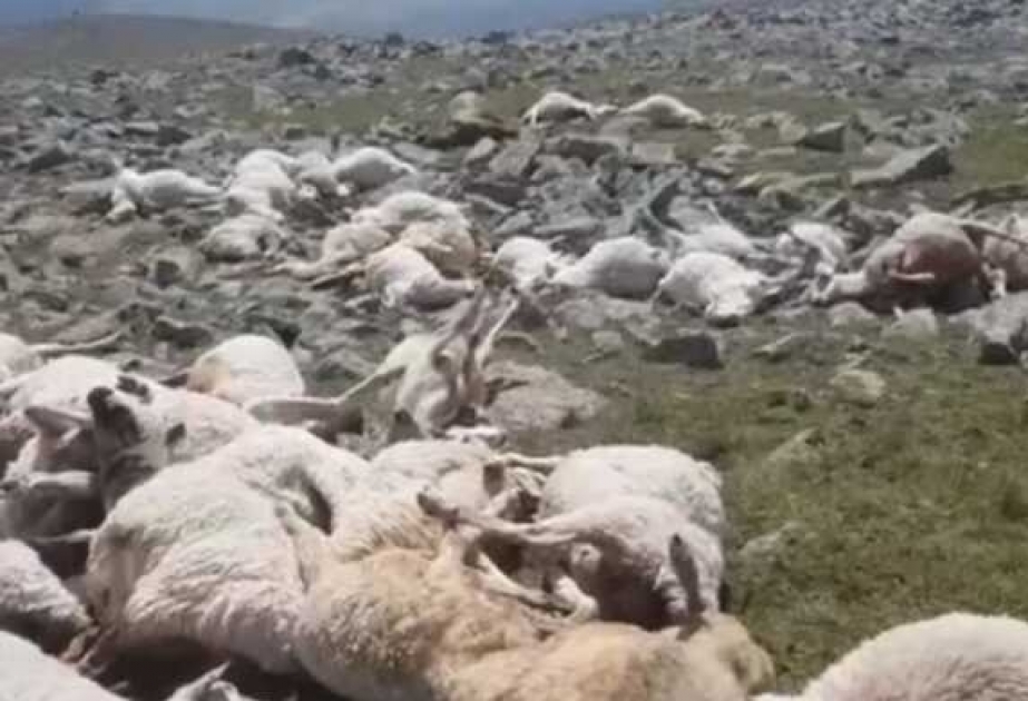 Gürcüstanın qərbində ildırım qoyun sürüsünü məhv edib