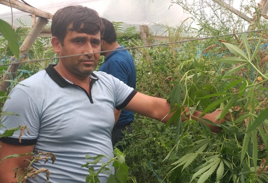 Göyçayda istixanada narkotik yetişdirən şəxs saxlanılıb
