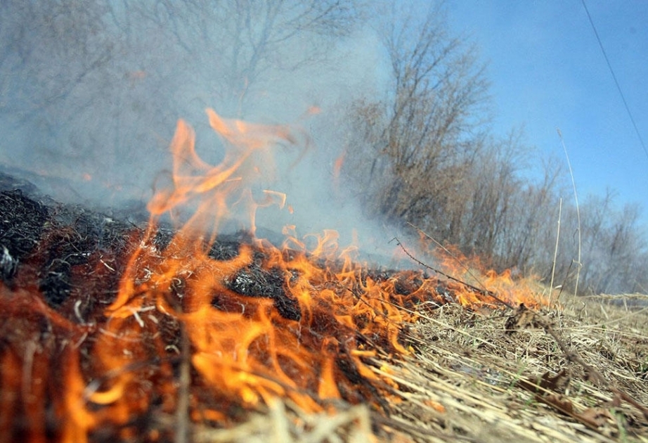 Continúa el incendio de terreno montañoso en Gabala