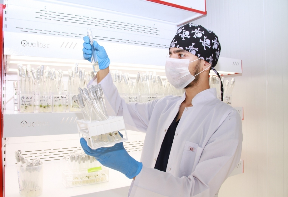 ADAU-nun Biotexnologiya mərkəzində müxtəlif stres amillərinə davamlı bitkilərin əldə olunması istiqamətində tədqiqat işləri aparılır FOTO VİDEO