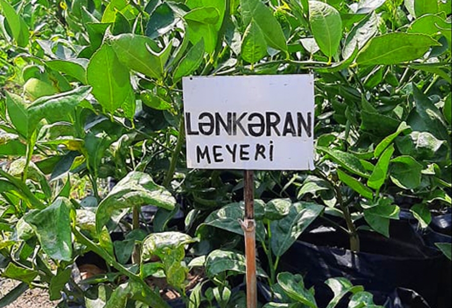 AMEA Lənkəran Regional Elmi Mərkəzində tədqiqatlar nəticəsində yeni limon və naringi sortu əldə olunub