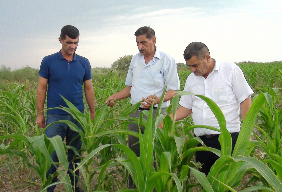 Bu il Neftçalada 600 hektar sahədə təkrar qarğıdalı əkini aparılıb VİDEO