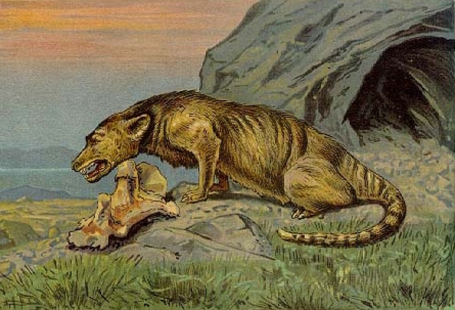 Paleontoloqlar ilk məmələrin daha üç növünü müəyyən ediblər