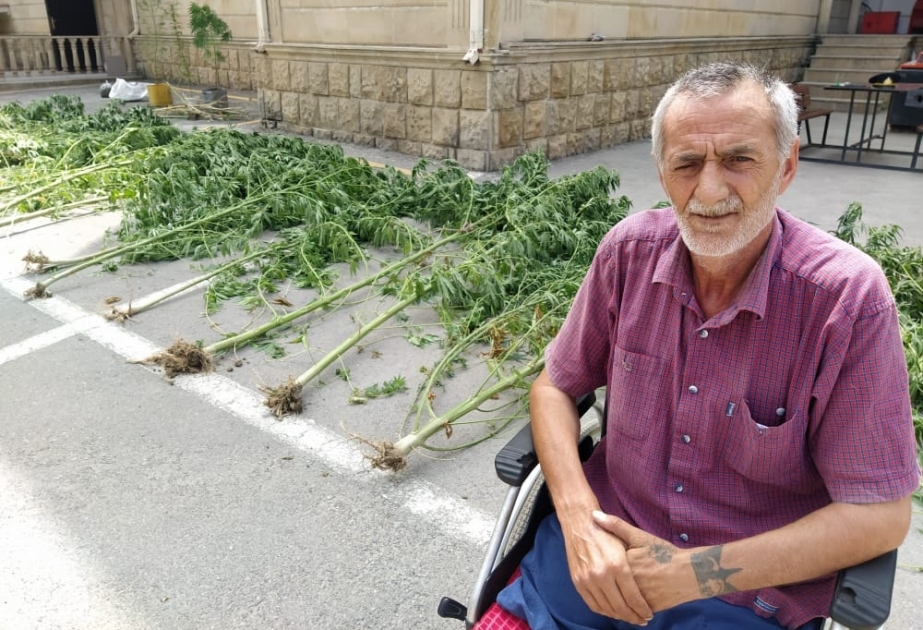 Şabranda külli miqdarda çətənə bitkiləri və marixuana aşkarlanıb VİDEO