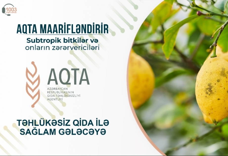 Subtropik bitkilər və onların zərərvericiləri