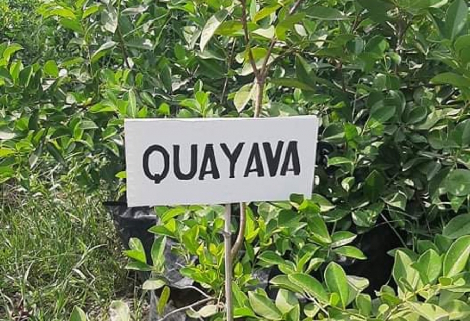 Lənkəran Regional Elmi Mərkəzində tropik-subtropik quayava meyvə bitkisi yetişdirilir