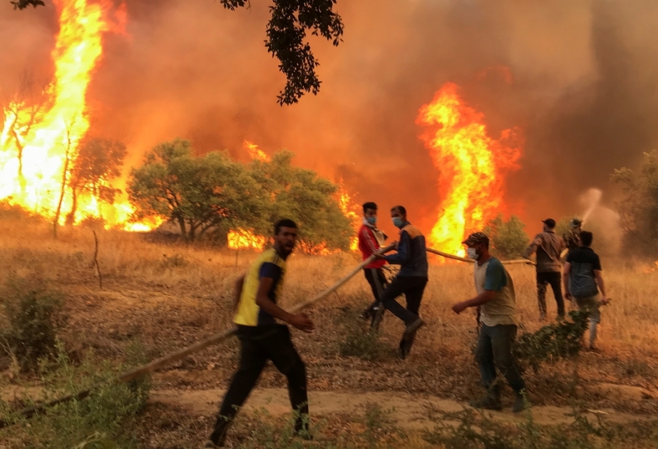 Страны Магриба пострадали от сильных лесных пожаров, опустошивших сотни гектаров