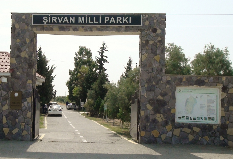 Ceyranların populyasiyası müşahidə altında saxlanılır - Şirvan Milli Parkından reportaj VİDEO