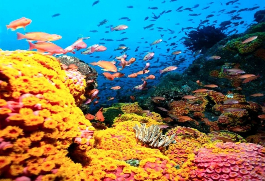 Коралловым рифам мексиканского Карибского моря угрожают солнцезащитные средства
