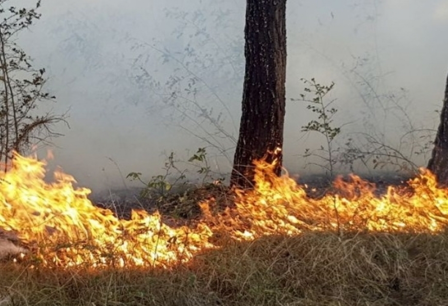 الطوارئ: اندلعت حرائق في غابات مقاطعة ليريك جنوب البلد
