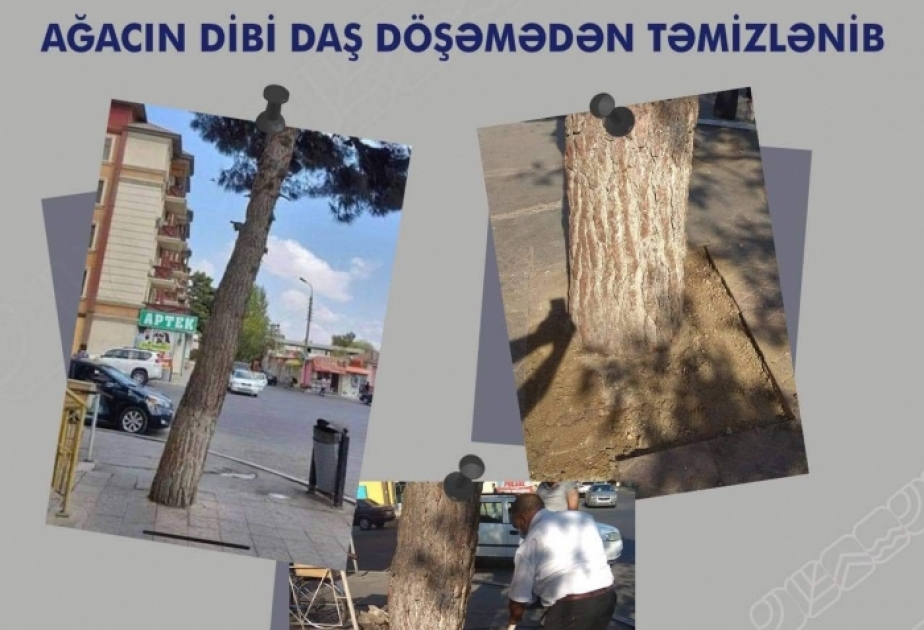 Ağacın dibi daş döşəmədən təmizlənib