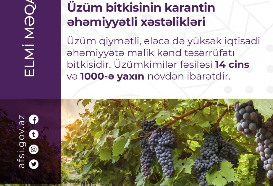 Üzüm bitkisinin karantin əhəmiyyətli xəstəlikləri