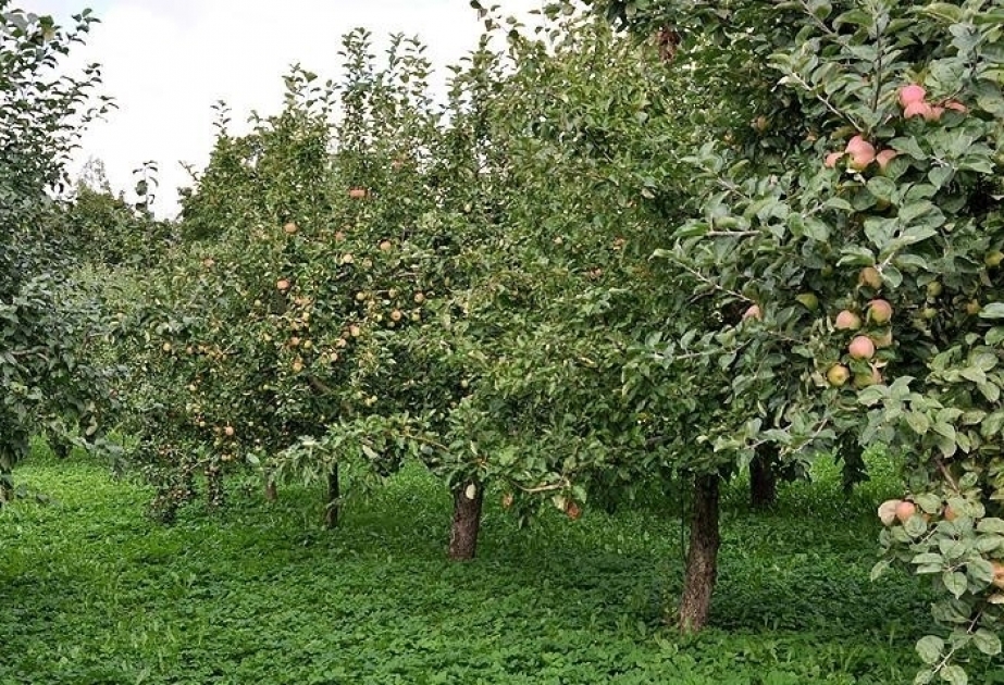 حصاد اكثر من 938 طن من الفواكه من البساتين في مساللي