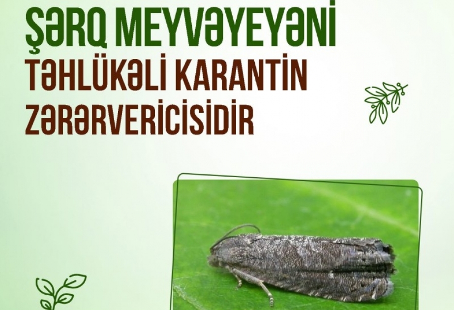Şərq meyvəyeyəni və onunla mübarizə üsulları