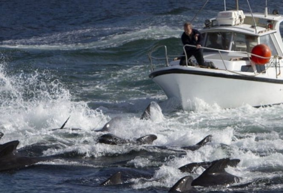 На Фарерских островах убили 1480 дельфинов