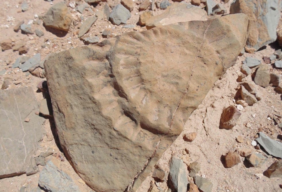 “Flying dragon’ fossil discovered in Chilean desert