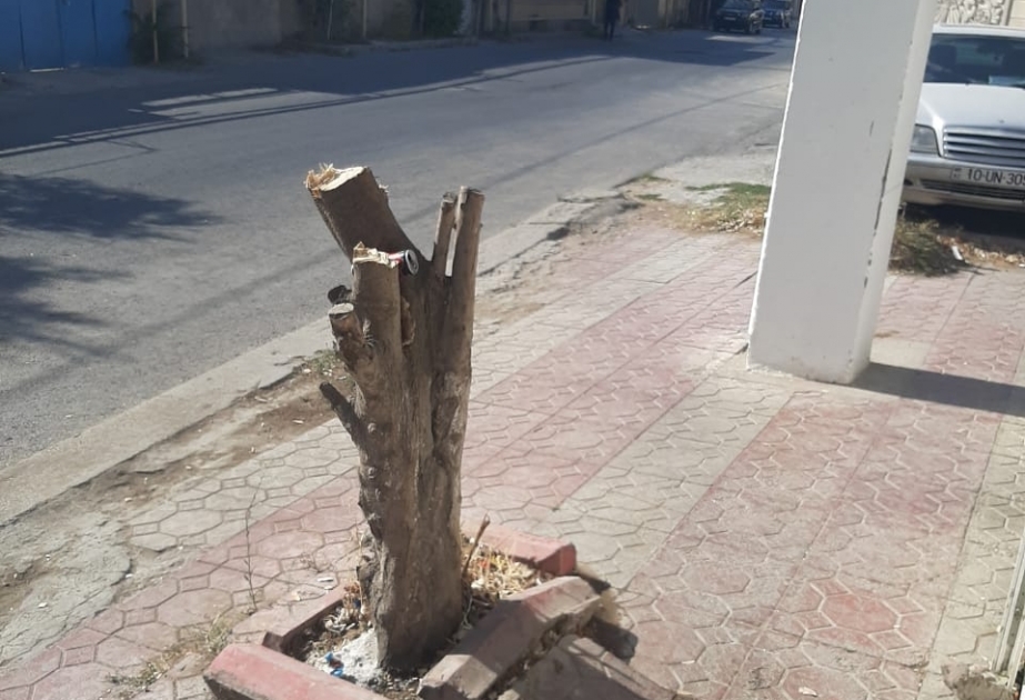 Ağacların kəsilməsi ilə bağlı araşdırma aparılır