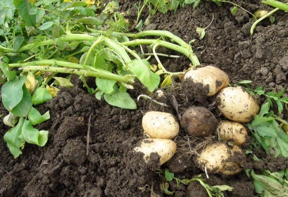 Plus de 3 300 tonnes de pommes de terre ont été récoltées à Chamakhy

