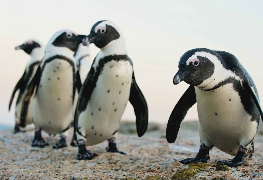 В Южной Африке пчелы убили находящихся под угрозой исчезновения 63 пингвинов