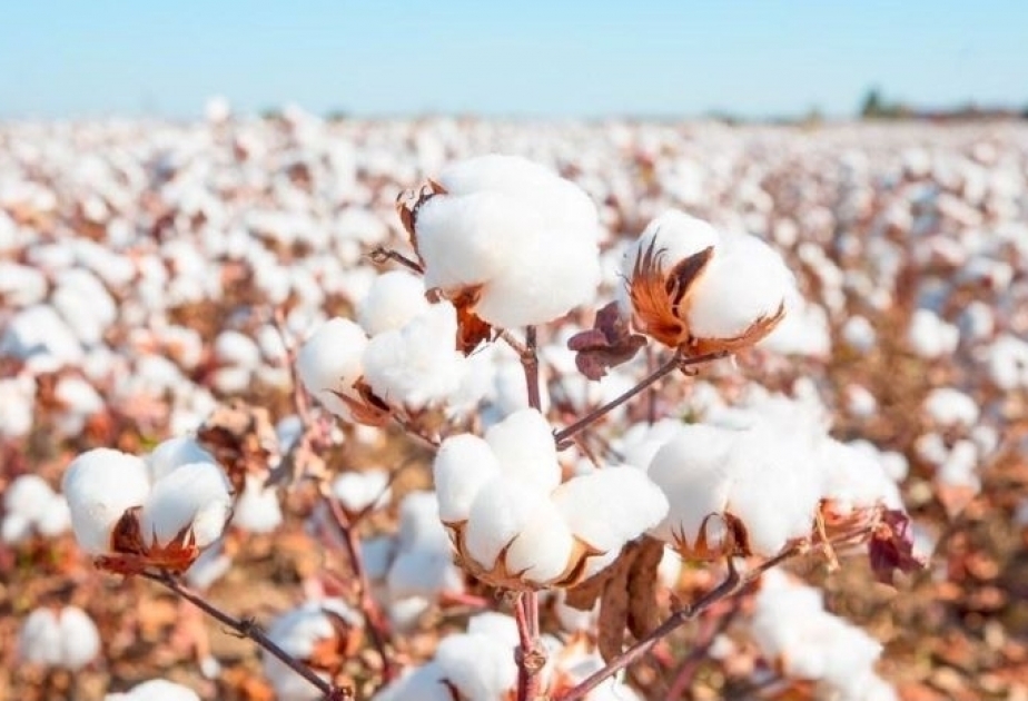 Aserbaidschan exportiert Baumwollgarn- und Fasern im Wert von 181 Millionen USD