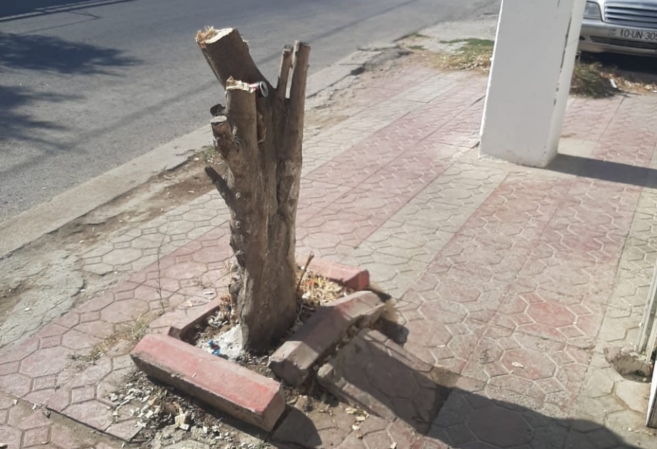 Ağacların kəsilməsi ilə bağlı toplanmış sənədlər prokurorluğa göndərilib