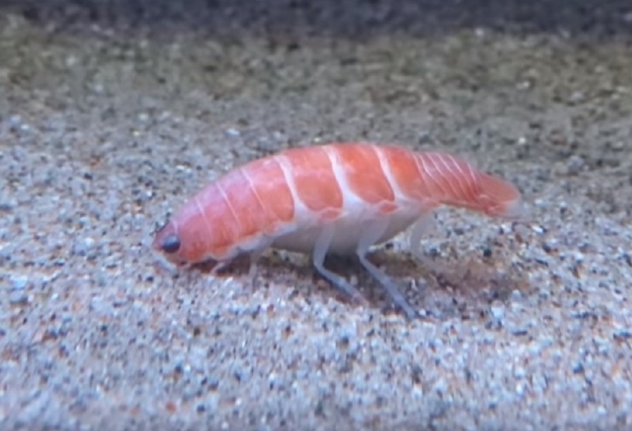 Ce parasite de la mer ressemble à un délicieux morceau de sushi