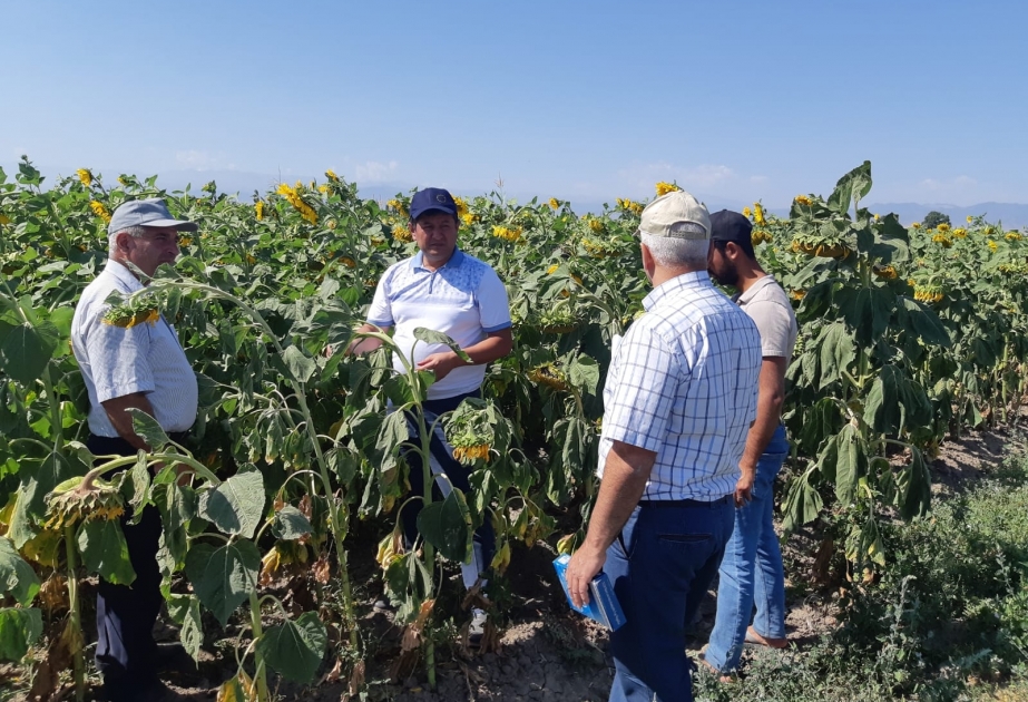 Azərbaycanda aqrar məsləhət platformaları yaradılır