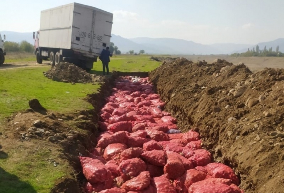 Rusiyadan idxal olunan toxumluq kartof məhsulunda karantin tətbiq edilən zərərverici aşkarlanıb