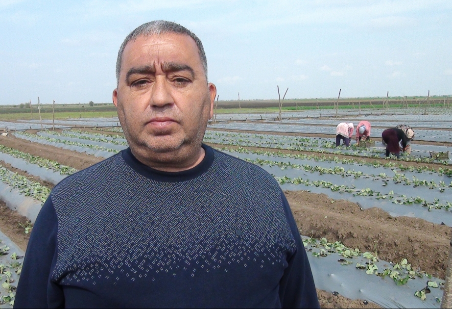 Cəlilabadda innovativ üsullarla çiyələk şitillərinin əkininə başlanılıb VİDEO