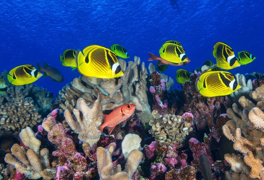 Ученые и энтузиасты-экологи соберут и изучат эДНК для морских объектов Всемирного наследия
