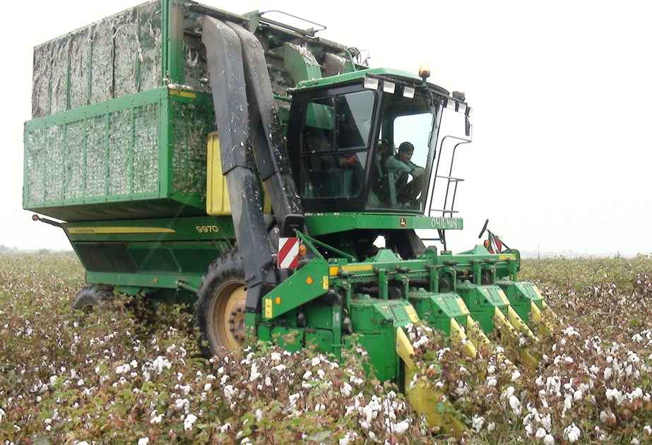 Sabirabadda qoşa cərgə üsulu ilə becərilən pambıq sahələrində məhsuldarlıq 40-50 sentnerə çatır FOTO VİDEO