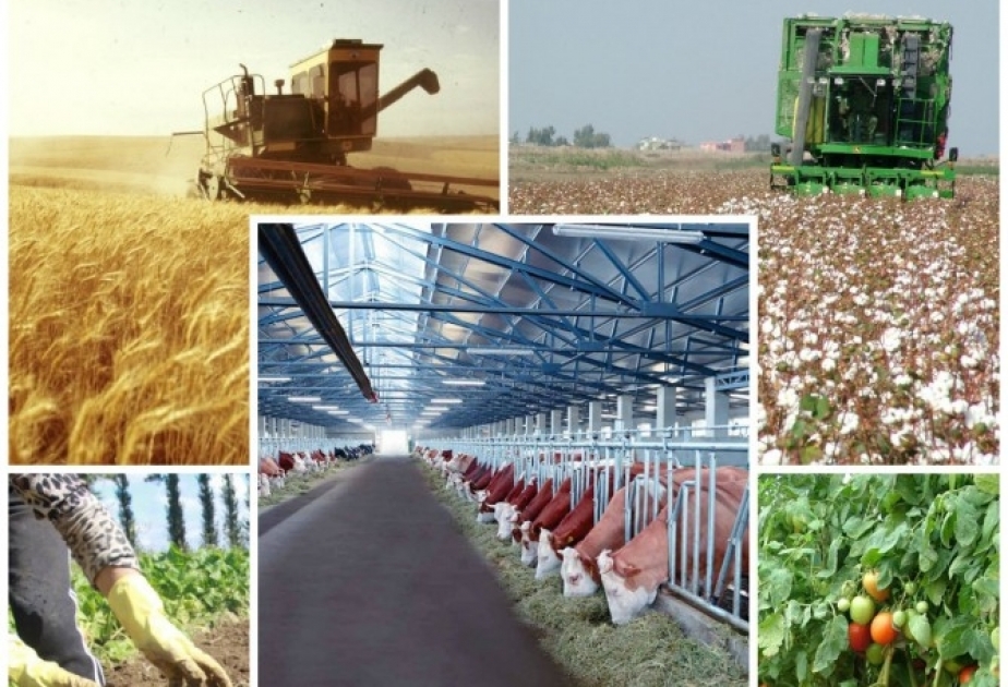 Ağdamda aqrar sektor üzrə məhsul buraxılışının həcmi artıb
