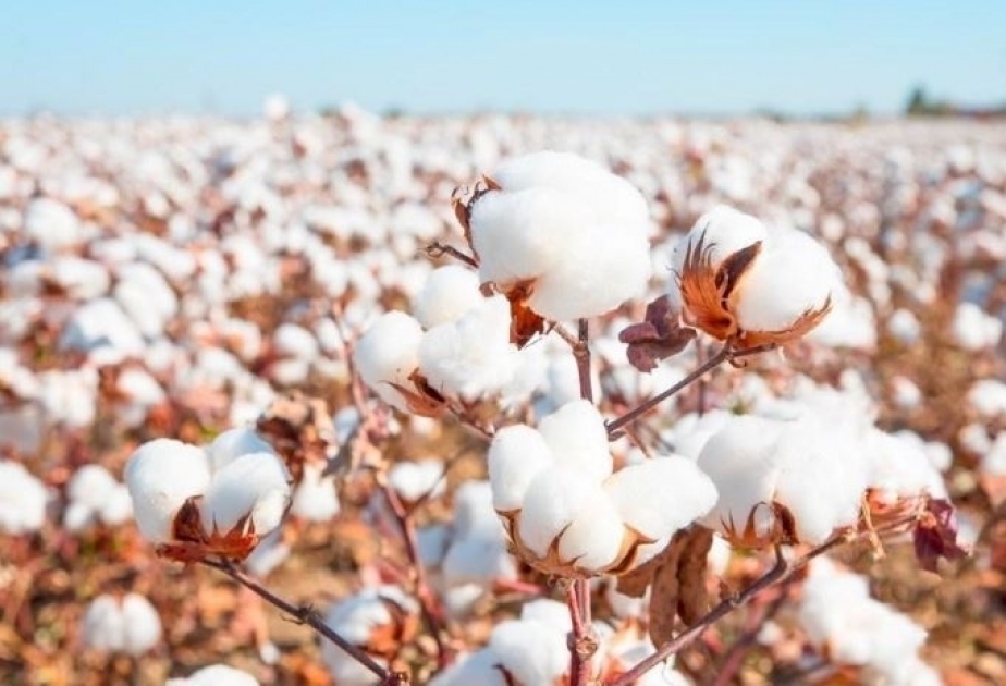 棉纤维和棉线出口量增加