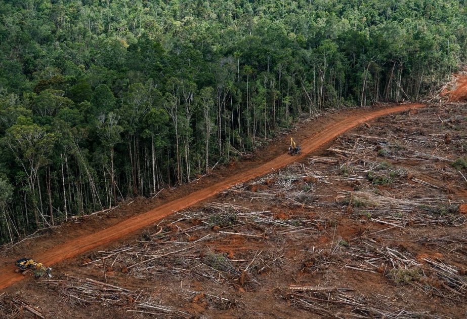 С вырубкой лесов часть Амазонии меняет свою роль и становится источником выбросов CO2