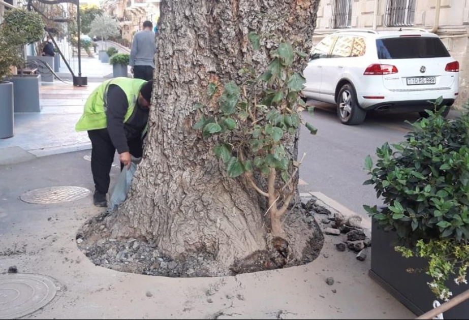 Ağacın dibi asfaltdan təmizlənib