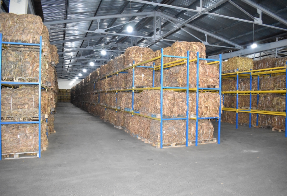 “Zaqatala AGRO İndustry” MMC bölgədə tütünçülüyün inkişafına töhfələr verir