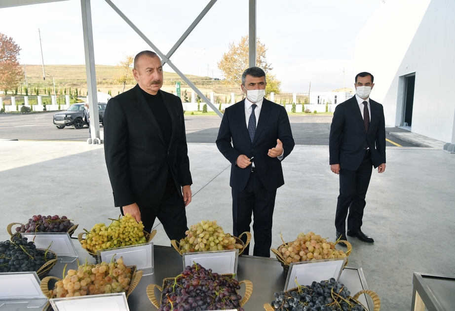 Şamaxı Üzüm Tingçilik Mərkəzinin açılışı olub VİDEO