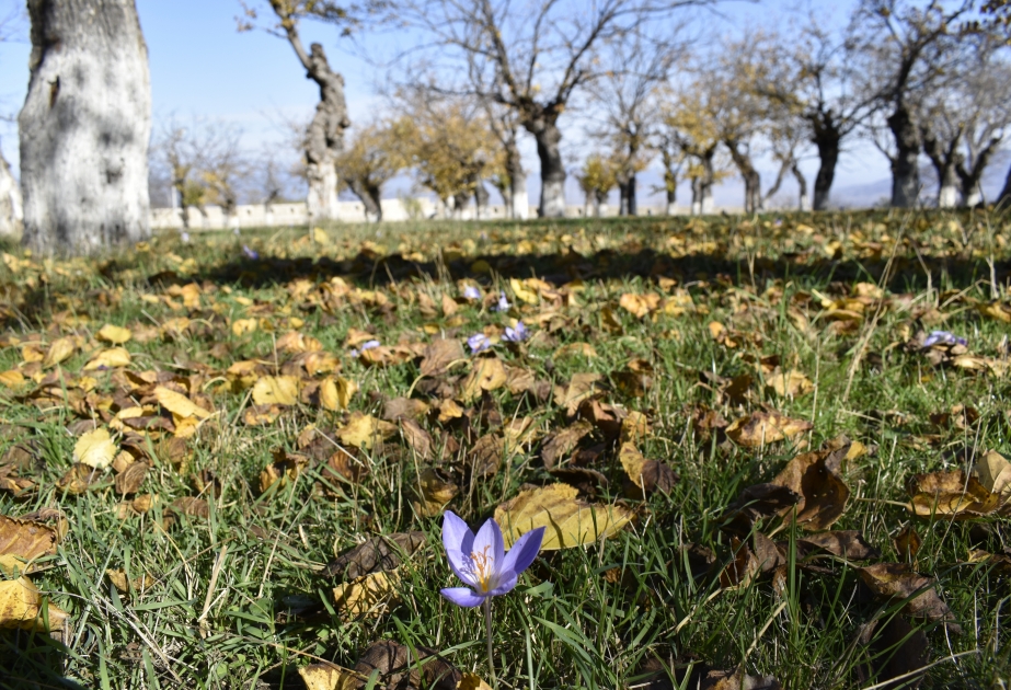 AZERTAC presenta imágenes del jardín de “Khan gizi” en Shusha
