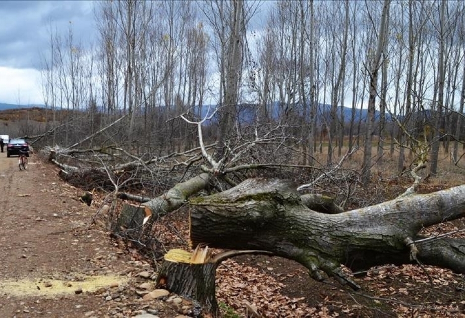 Experta de la ONG WWF valora como ‘positivo’ el acuerdo para frenar la deforestación que se firmó en Glasgow
