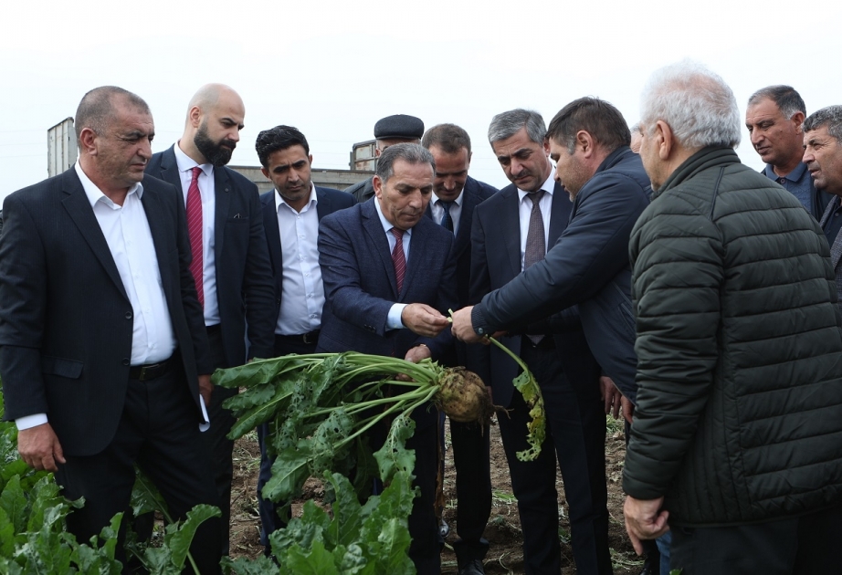 Hacıqabulda təkrar şəkər çuğunduru əkinlərinin üstünlükləri mövzusunda tarla seminarı keçirilib