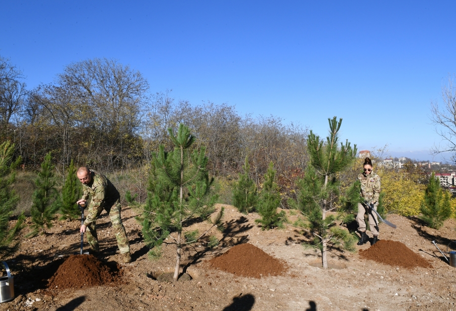 Choucha : la restauration de la forêt de Topkhana est lancée avec une campagne de plantation d’arbres Le président Ilham Aliyev et son épouse Mehriban Aliiyeva ont planté des arbres VIDEO