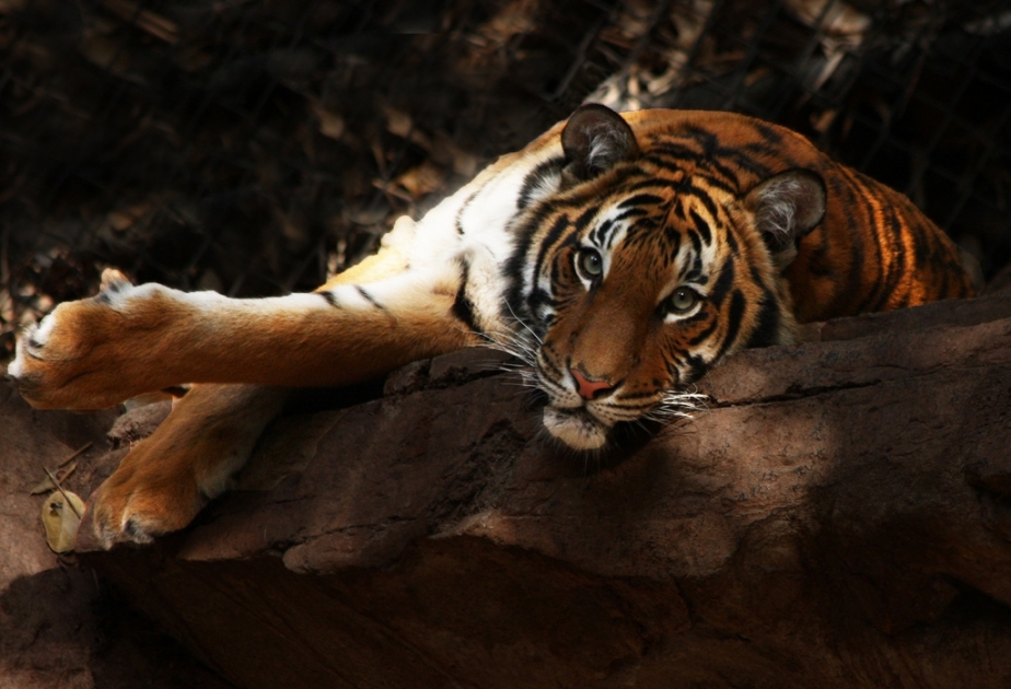 Malaysia-Tiger droht laut Regierungsangaben schon bald auszusterben