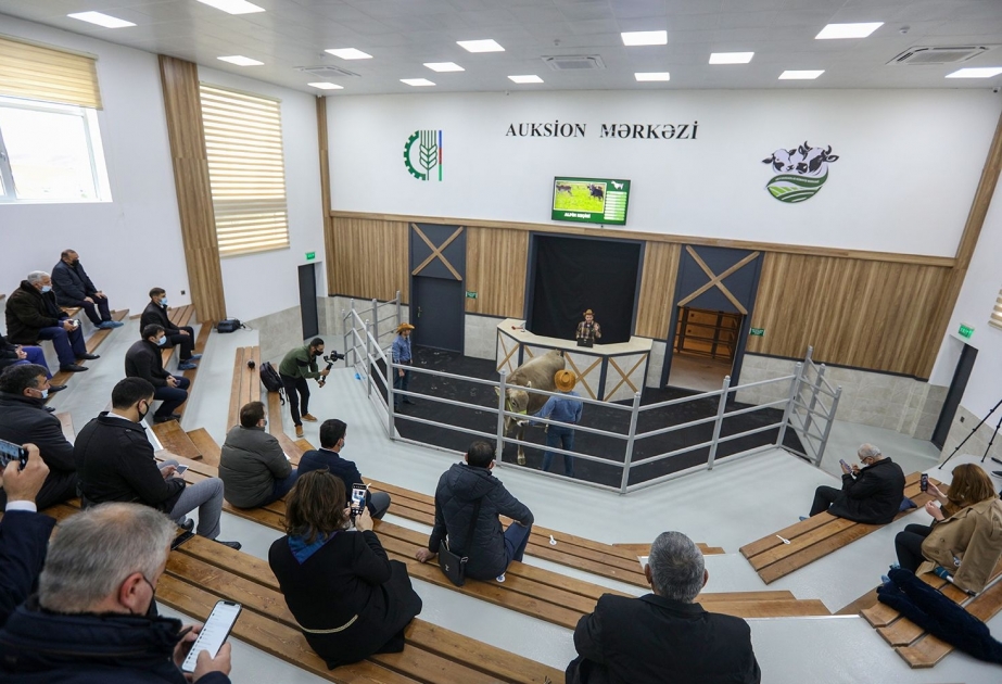 Azərbaycanda ilk dəfə cins heyvanlar hərracda satılıb